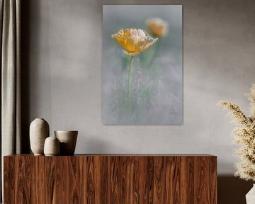 Bloeiende gele tulp in de ‘mist’ van Jenco van Zalk