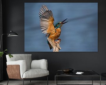 Kingfisher in threat pose by Mieke Geurts-Korsten