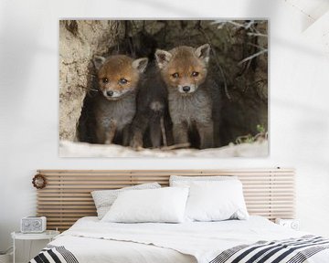 Red fox cubs. sur Menno Schaefer