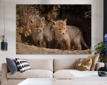 Red fox cubs. by Menno Schaefer