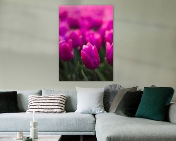Purple Tulip von AdV Photography