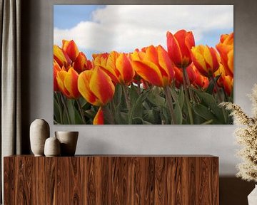 Yellow red tulips in the field at Goeree Overflakkee by André Muller