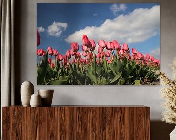 Roze tulpen op bloembollenveld sur André Muller