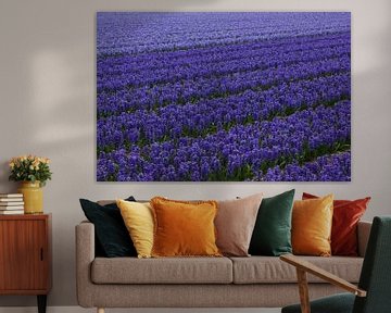 Flowers of the Netherlands, a bulb field with hyacinths by Discover Dutch Nature