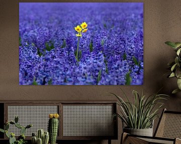 Yellow daffodil between purple hyacinths by Discover Dutch Nature