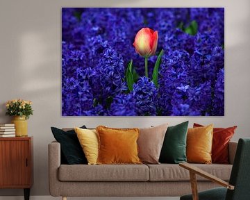 Flowers of the Netherlands. Red tulip between purple hyacinths by Discover Dutch Nature