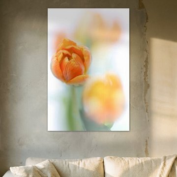 Endlich Sonnenschein... (Blume, Tulpe)