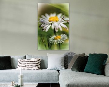 Daisies in the spring sun