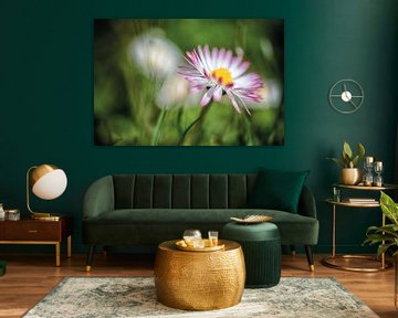 Daisies in the dark lawn