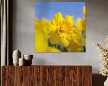 Beauty of a daffodil by WeVaFotografie