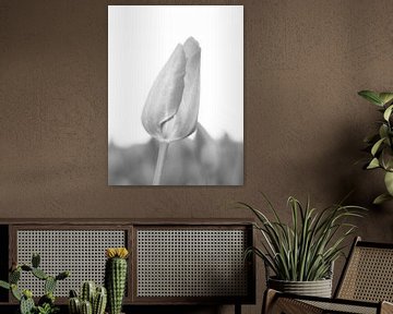 Zwart/witte tulp van WeVaFotografie