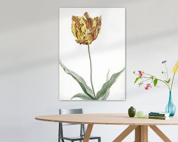 Tulp rond 1700