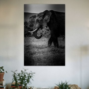 Hongerige olifant in Kruger Zuid-Afrika