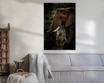 Olifant die uit z'n olifantenpad kwam sluipen in Kruger Zuid-Afrika. van Lorenzo Holtkamp