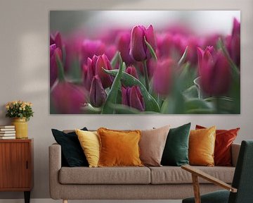 Tulpen
