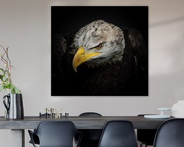 The bald eagle by Natascha Worseling