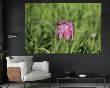 Wilde kievitsbloem von robert van Middelkoop