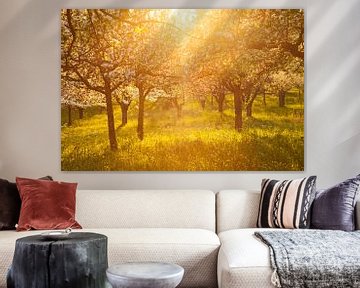 " Blütentraum "Apfelhain im Sonnenuntergang von Jiri Viehmann