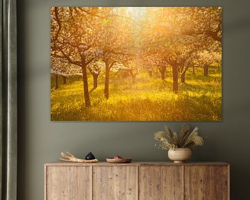 " Blütentraum "Apfelhain im Sonnenuntergang von Jiri Viehmann