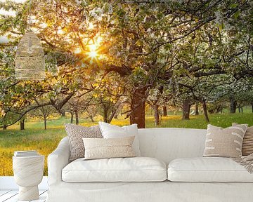 " bloemendroom " kersenbloesem in de zonsondergang