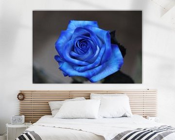 Blue rose van Clicksby JB