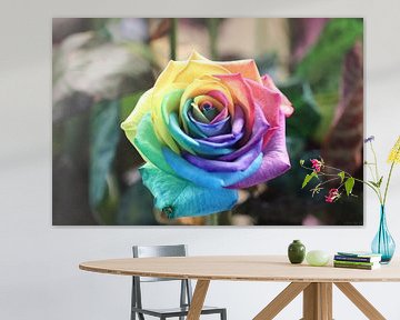 Regenboog kleurige roos van Clicksby JB