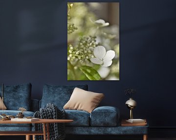 Witte Hortensia in de zon von DoDiLa Foto's