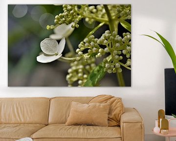 Witte Hortensia met Bokeh von DoDiLa Foto's
