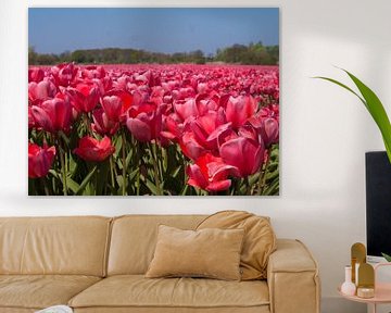 Dutch bulb fields by Evelien Brouwer