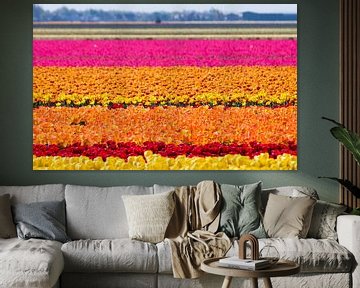Niederländische Zwiebelfelder von Evelien Brouwer