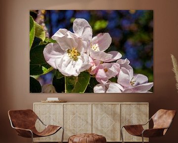 Concept flora : Apple blossoms van Michael Nägele