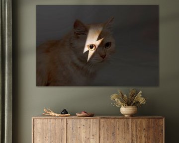 Cat Portrait by Maxime Jaarsveld