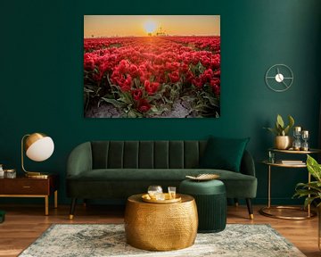 Een rood Tulpenveld met tegenlicht van Martijn Tilroe