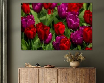 Paarse en Rode Tulpen