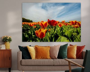 Tulpen in de weide in Nederland van Brian Morgan