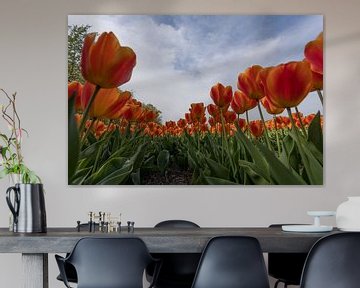 tulpen veld van Gert Slagmolen