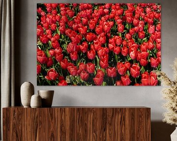 Tulpenzee van Floris van Woudenberg