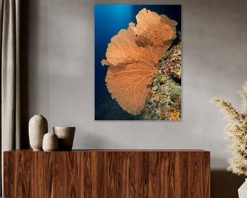 Oranje waaierkoraal langs het koraalrif von victor van bochove