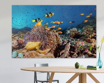 Coral reef with blackfinned and Clarks anemonefishes von victor van bochove