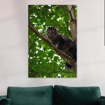 Norweger Katze im Baum