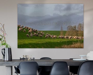 Vogelschwarm und Schafe am Deich von Rolf Pötsch