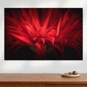 Red details by Sandra Hazes