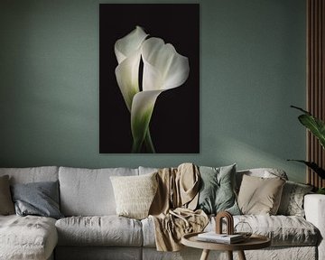 Fine art Calla Lelies van Sandra Hazes