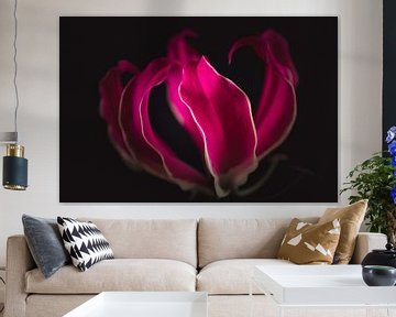 Flame lily flower van Sandra Hazes