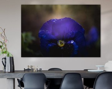 Viola flower dark & moody van Sandra Hazes