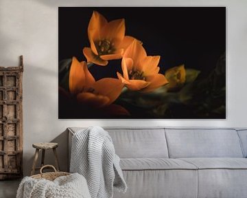 Little orange flower van Sandra Hazes