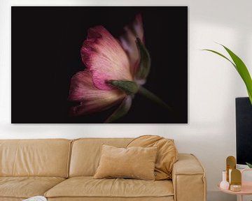 Pretty pink flower petals dark & moody van Sandra Hazes