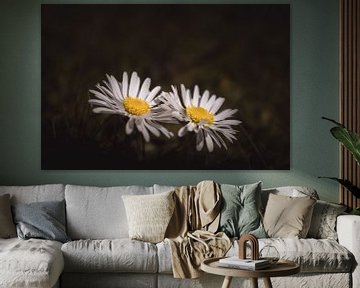 Happy together daisies dark & moody van Sandra Hazes