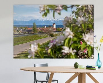 Fleur de pommier près de Kippenhausen sur le lac de Constance sur Jan Schuler