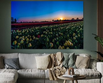 Een rode Tulp  in een zee van witte tulpen bij zonsondergang